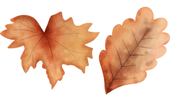 Set of watercolor elegant autumn leaves illustration.Realistic autumn leaves. png