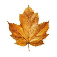 AI generated Single Spring autumn maple leaf with white background Created with generative Ai photo