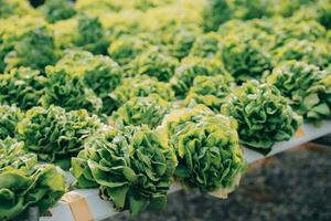 Woman gardener inspects quality of green oak lettuce in greenhouse gardening. Female Asian horticulture farmer cultivate healthy nutrition organic salad vegetables in hydroponic agribusiness farm. photo