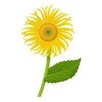 Vector illustration, Elecampane or Inula helenium flower, isolated on white background.