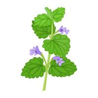 Vector illustration, Ivy budra plant, scientific name Glechoma Hederacea, isolated on white background.