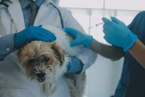 Vet examining dog and cat. Puppy and kitten at veterinarian doctor. Animal clinic. Pet check up and vaccination. Health care. photo