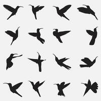 sabrewing bird silhouette vector