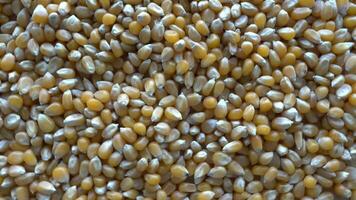 Corn Seeds Rotates video