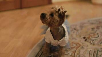 Dog terrier in funny dress video