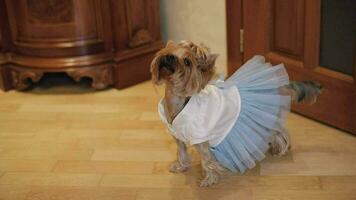 Dog terrier in funny dress video