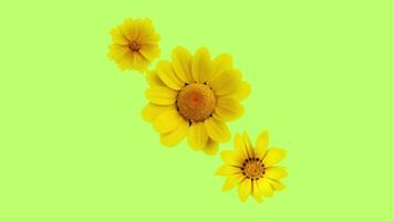 2d animated flower video