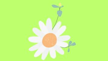 2d animated flower video