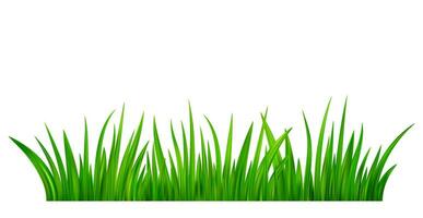 Green grass meadow border vector