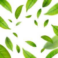 Realistic green tea leaves in motion vector