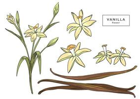 Set of vanilla flower and dried vanilla sticks isolated on white background. Vintage linear illustration. Sketch, graphic line art. Ingredient for baking vector