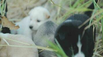 Funny smiling puppies playing outdoors on a green summer meadow. Happy pets enjoying their life. Small cute dogs background with space for your text or design video