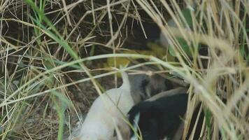 divertente sorridente cuccioli giocando all'aperto su un' verde estate prato. contento animali domestici godendo loro vita. piccolo carino cani sfondo con spazio per il tuo testo o design video