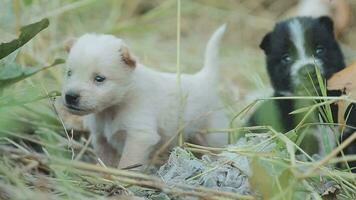 divertente sorridente cuccioli giocando all'aperto su un' verde estate prato. contento animali domestici godendo loro vita. piccolo carino cani sfondo con spazio per il tuo testo o design video