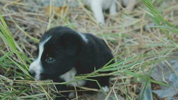 divertente sorridente cuccioli giocando all'aperto su un' verde estate prato. contento animali domestici godendo loro vita. piccolo carino cani sfondo con spazio per il tuo testo o design video