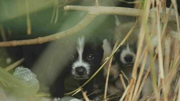 grappig glimlachen puppy's spelen buitenshuis Aan een groen zomer weide. gelukkig huisdieren genieten van hun leven. klein schattig honden achtergrond met ruimte voor uw tekst of ontwerp video