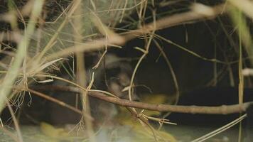 marrant souriant chiots en jouant en plein air sur une vert été prairie. content animaux domestiques profiter leur vie. petit mignonne chiens Contexte avec espace pour votre texte ou conception video