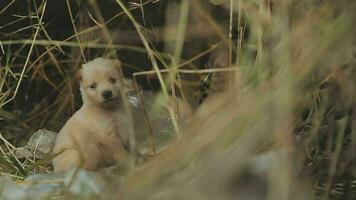 Funny smiling puppies playing outdoors on a green summer meadow. Happy pets enjoying their life. Small cute dogs background with space for your text or design video