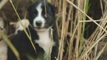 divertente sorridente cuccioli giocando all'aperto su un' verde estate prato. contento animali domestici godendo loro vita. piccolo carino cani sfondo con spazio per il tuo testo o design video