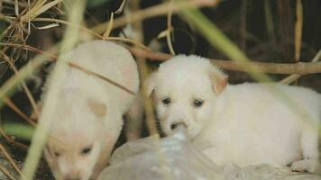 marrant souriant chiots en jouant en plein air sur une vert été prairie. content animaux domestiques profiter leur vie. petit mignonne chiens Contexte avec espace pour votre texte ou conception video