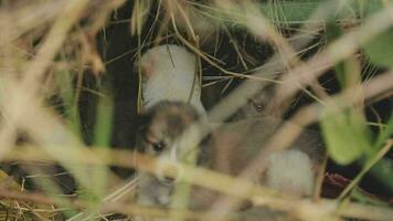 marrant souriant chiots en jouant en plein air sur une vert été prairie. content animaux domestiques profiter leur vie. petit mignonne chiens Contexte avec espace pour votre texte ou conception video