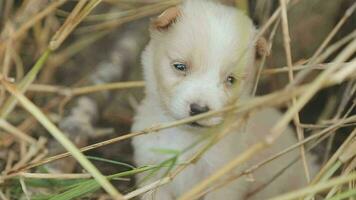 divertente sorridente cuccioli giocando all'aperto su un' verde estate prato. contento animali domestici godendo loro vita. piccolo carino cani sfondo con spazio per il tuo testo o design video