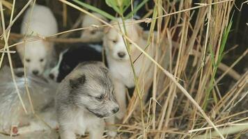 marrant souriant chiots en jouant en plein air sur une vert été prairie. content animaux domestiques profiter leur vie. petit mignonne chiens Contexte avec espace pour votre texte ou conception video