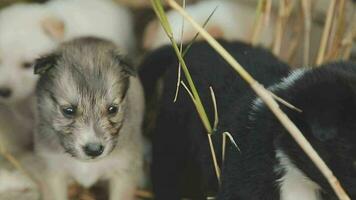 divertente sorridente cuccioli giocando all'aperto su un' verde estate prato. contento animali domestici godendo loro vita. piccolo carino cani sfondo con spazio per il tuo testo o design video