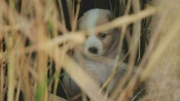 Funny smiling puppies playing outdoors on a green summer meadow. Happy pets enjoying their life. Small cute dogs background with space for your text or design video