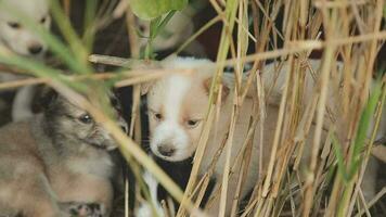 divertente sorridente cuccioli giocando all'aperto su un' verde estate prato. contento animali domestici godendo loro vita. piccolo carino cani sfondo con spazio per il tuo testo o design video