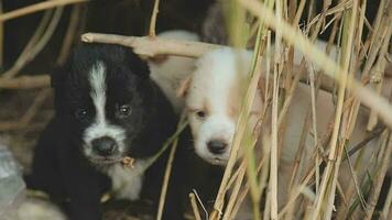 engraçado sorridente filhotes jogando ao ar livre em uma verde verão Prado. feliz animais de estimação desfrutando seus vida. pequeno fofa cachorros fundo com espaço para seu texto ou Projeto video