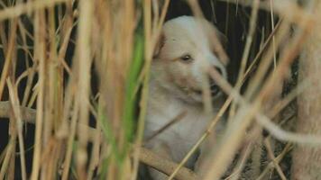 grappig glimlachen puppy's spelen buitenshuis Aan een groen zomer weide. gelukkig huisdieren genieten van hun leven. klein schattig honden achtergrond met ruimte voor uw tekst of ontwerp video