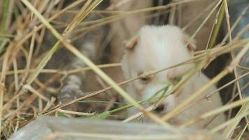 marrant souriant chiots en jouant en plein air sur une vert été prairie. content animaux domestiques profiter leur vie. petit mignonne chiens Contexte avec espace pour votre texte ou conception video