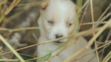 grappig glimlachen puppy's spelen buitenshuis Aan een groen zomer weide. gelukkig huisdieren genieten van hun leven. klein schattig honden achtergrond met ruimte voor uw tekst of ontwerp video