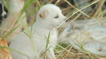 marrant souriant chiots en jouant en plein air sur une vert été prairie. content animaux domestiques profiter leur vie. petit mignonne chiens Contexte avec espace pour votre texte ou conception video