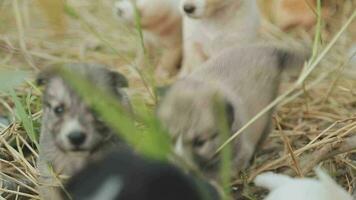 grappig glimlachen puppy's spelen buitenshuis Aan een groen zomer weide. gelukkig huisdieren genieten van hun leven. klein schattig honden achtergrond met ruimte voor uw tekst of ontwerp video