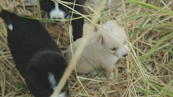 komisch lächelnd Welpen spielen draußen auf ein Grün Sommer- Wiese. glücklich Haustiere genießen ihr Leben. klein süß Hunde Hintergrund mit Raum zum Ihre Text oder Design video