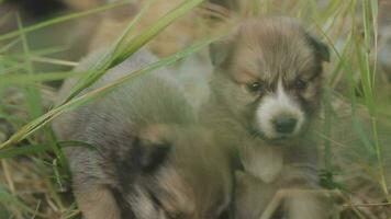 grappig glimlachen puppy's spelen buitenshuis Aan een groen zomer weide. gelukkig huisdieren genieten van hun leven. klein schattig honden achtergrond met ruimte voor uw tekst of ontwerp video