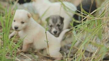 grappig glimlachen puppy's spelen buitenshuis Aan een groen zomer weide. gelukkig huisdieren genieten van hun leven. klein schattig honden achtergrond met ruimte voor uw tekst of ontwerp video