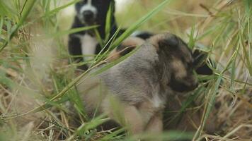 marrant souriant chiots en jouant en plein air sur une vert été prairie. content animaux domestiques profiter leur vie. petit mignonne chiens Contexte avec espace pour votre texte ou conception video