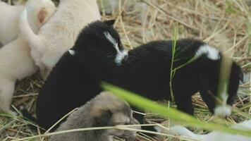 marrant souriant chiots en jouant en plein air sur une vert été prairie. content animaux domestiques profiter leur vie. petit mignonne chiens Contexte avec espace pour votre texte ou conception video