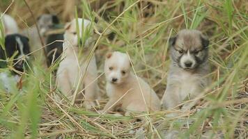 Funny smiling puppies playing outdoors on a green summer meadow. Happy pets enjoying their life. Small cute dogs background with space for your text or design video