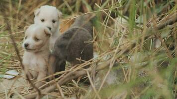 engraçado sorridente filhotes jogando ao ar livre em uma verde verão Prado. feliz animais de estimação desfrutando seus vida. pequeno fofa cachorros fundo com espaço para seu texto ou Projeto video