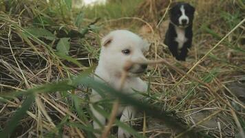 gracioso sonriente cachorros jugando al aire libre en un verde verano prado. contento mascotas disfrutando su vida. pequeño linda perros antecedentes con espacio para tu texto o diseño video