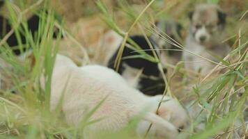 Funny smiling puppies playing outdoors on a green summer meadow. Happy pets enjoying their life. Small cute dogs background with space for your text or design video