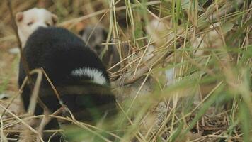 marrant souriant chiots en jouant en plein air sur une vert été prairie. content animaux domestiques profiter leur vie. petit mignonne chiens Contexte avec espace pour votre texte ou conception video