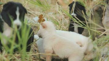 grappig glimlachen puppy's spelen buitenshuis Aan een groen zomer weide. gelukkig huisdieren genieten van hun leven. klein schattig honden achtergrond met ruimte voor uw tekst of ontwerp video