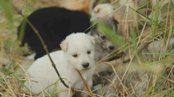 Funny smiling puppies playing outdoors on a green summer meadow. Happy pets enjoying their life. Small cute dogs background with space for your text or design video