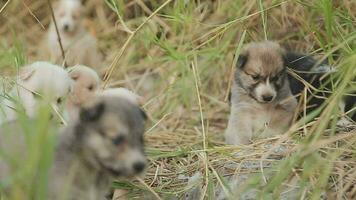 Funny smiling puppies playing outdoors on a green summer meadow. Happy pets enjoying their life. Small cute dogs background with space for your text or design video