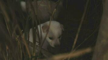 grappig glimlachen puppy's spelen buitenshuis Aan een groen zomer weide. gelukkig huisdieren genieten van hun leven. klein schattig honden achtergrond met ruimte voor uw tekst of ontwerp video